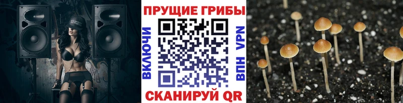 закладки  Дрезна  Псилоцибиновые грибы MAGIC MUSHROOMS 
